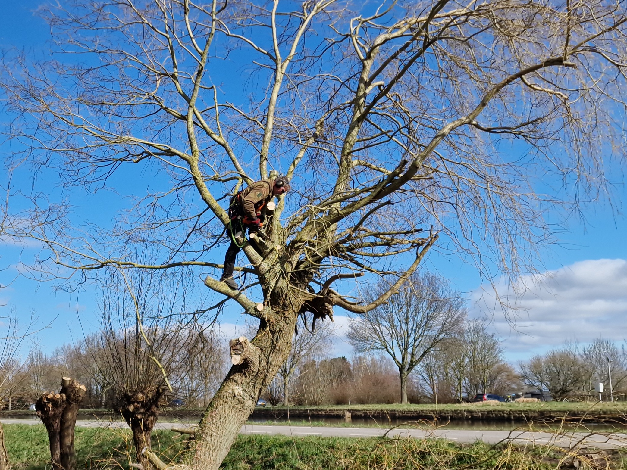 Gerooide bomen