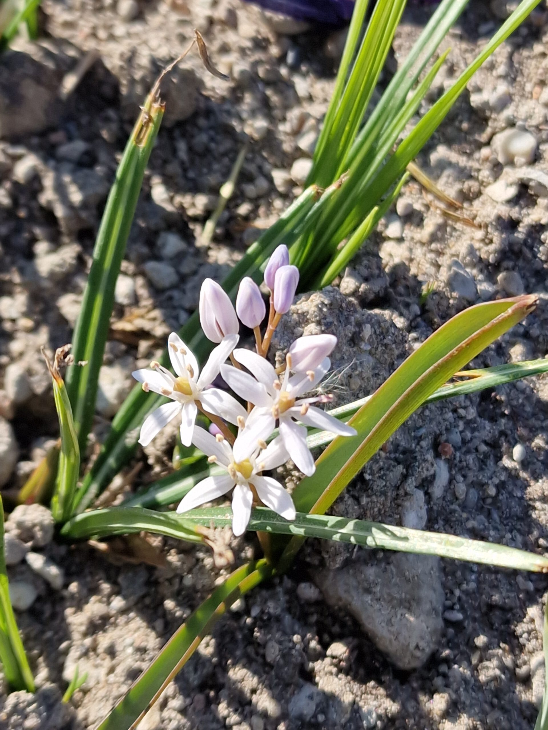 Voorjaarbollen Crocus en Scilla