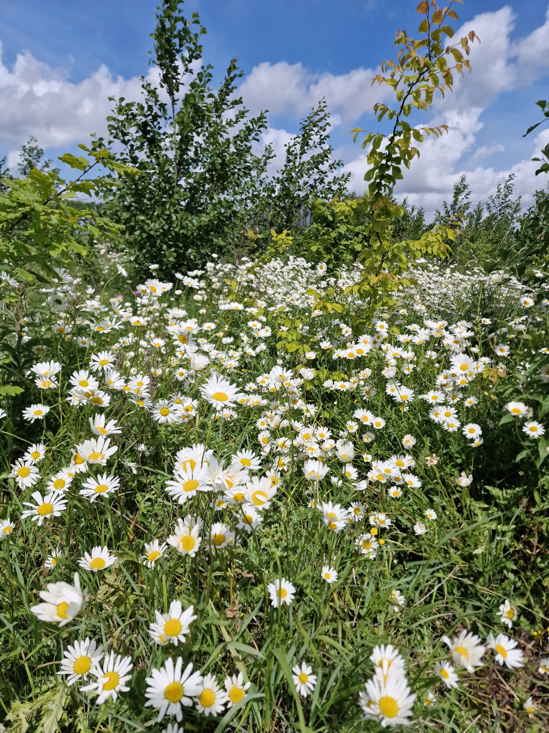 Weide met margrieten