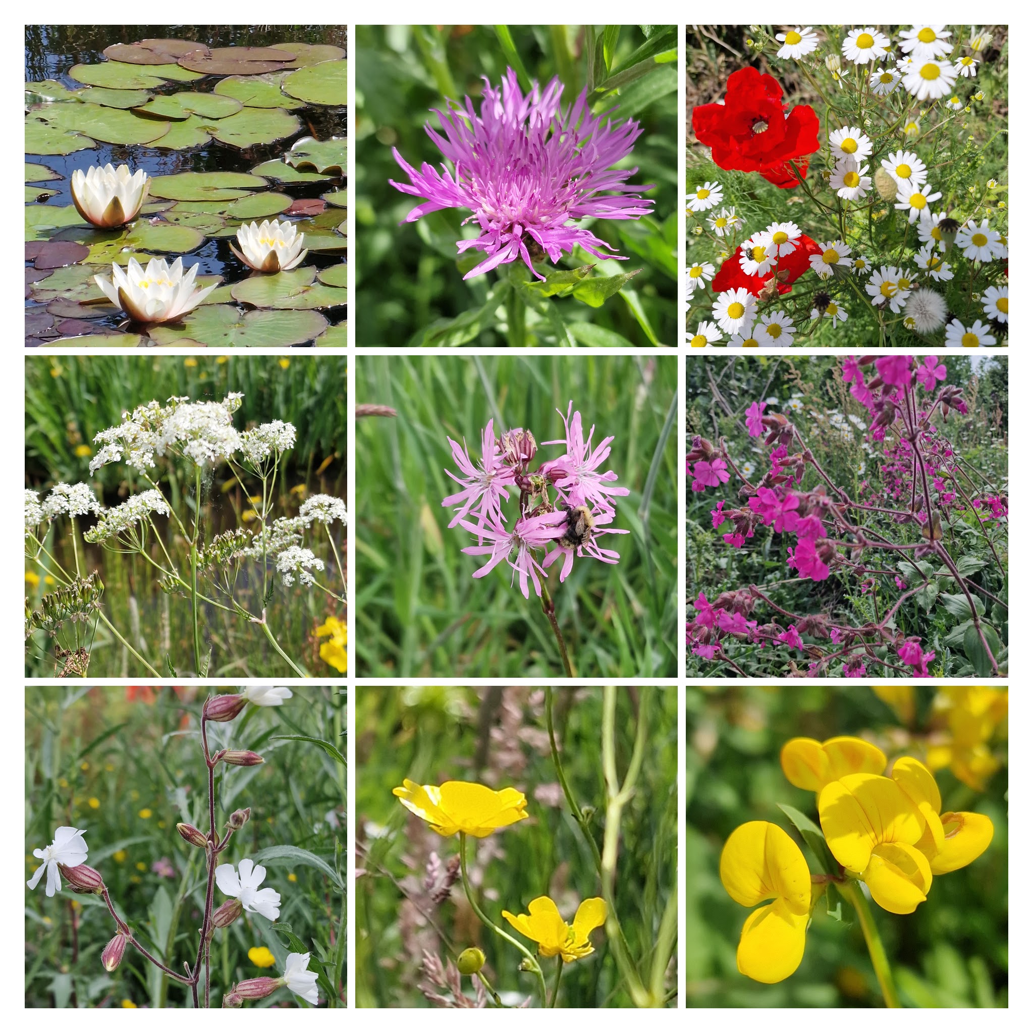 Margrieten