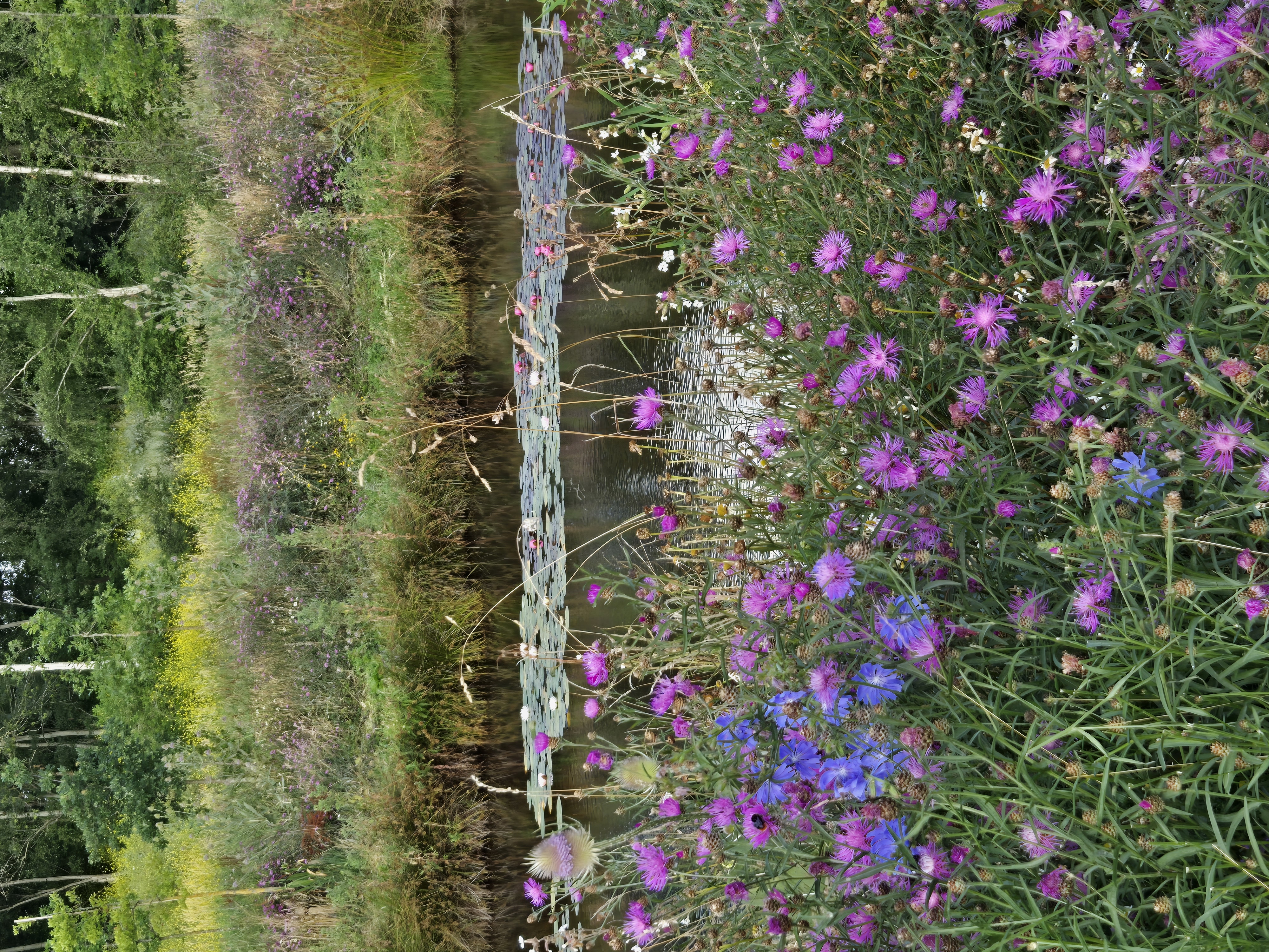 Bloeiend knoopkruid veld
